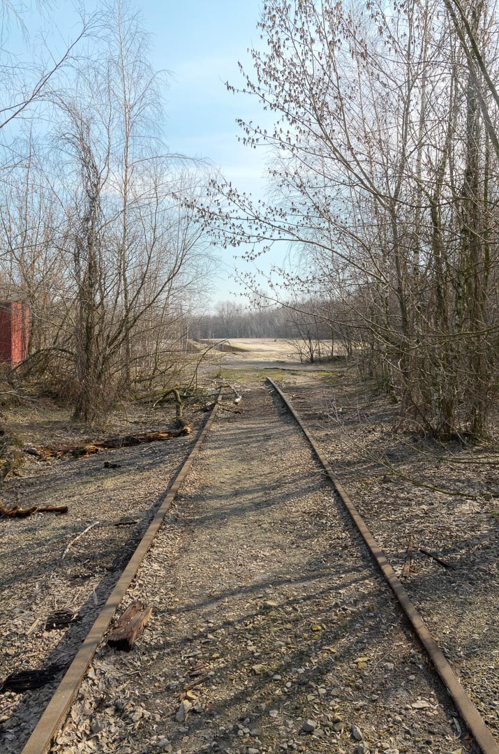 Backplate • ID: 3788 • HDRI Haven - Old Railway Track In Woods