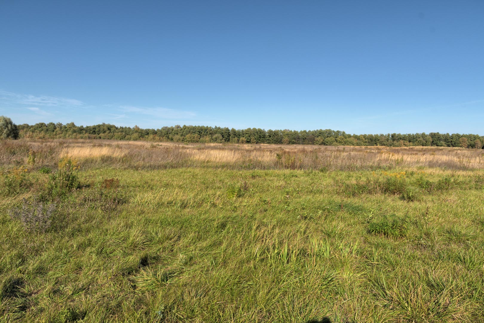 Backplate • ID: 15145 • HDRI Haven - Clear Sky Meadow 