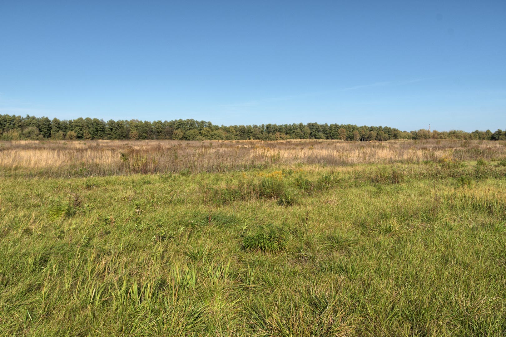 Backplate • ID: 11482 • HDRI Haven - Clear Sky Meadow 