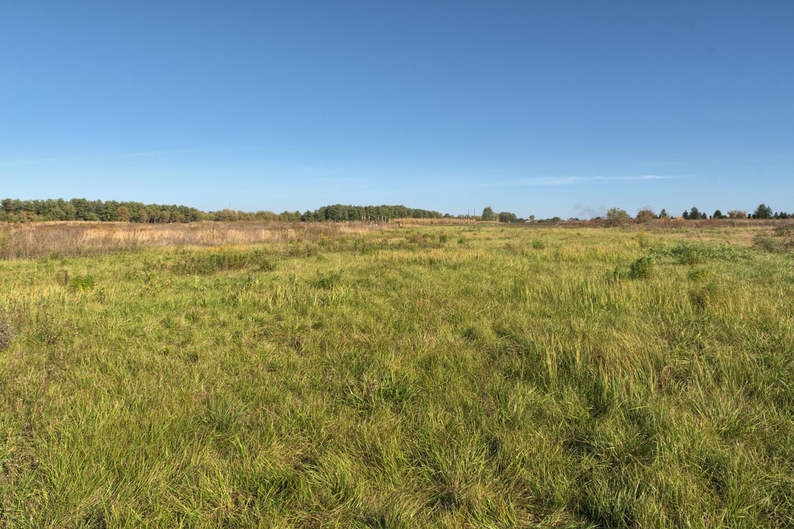 Backplate • ID: 11484 • HDRI Haven - Clear Sky Meadow 