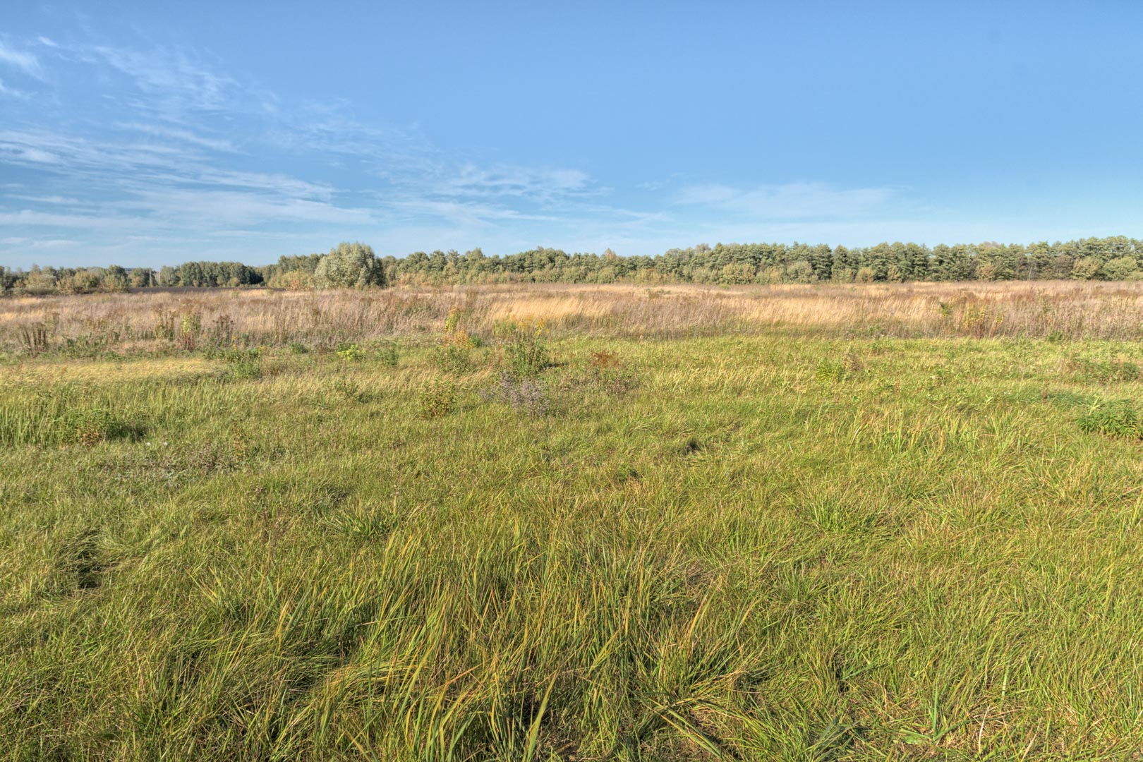 Backplate • ID: 11477 • HDRI Haven - Clear Sky Meadow