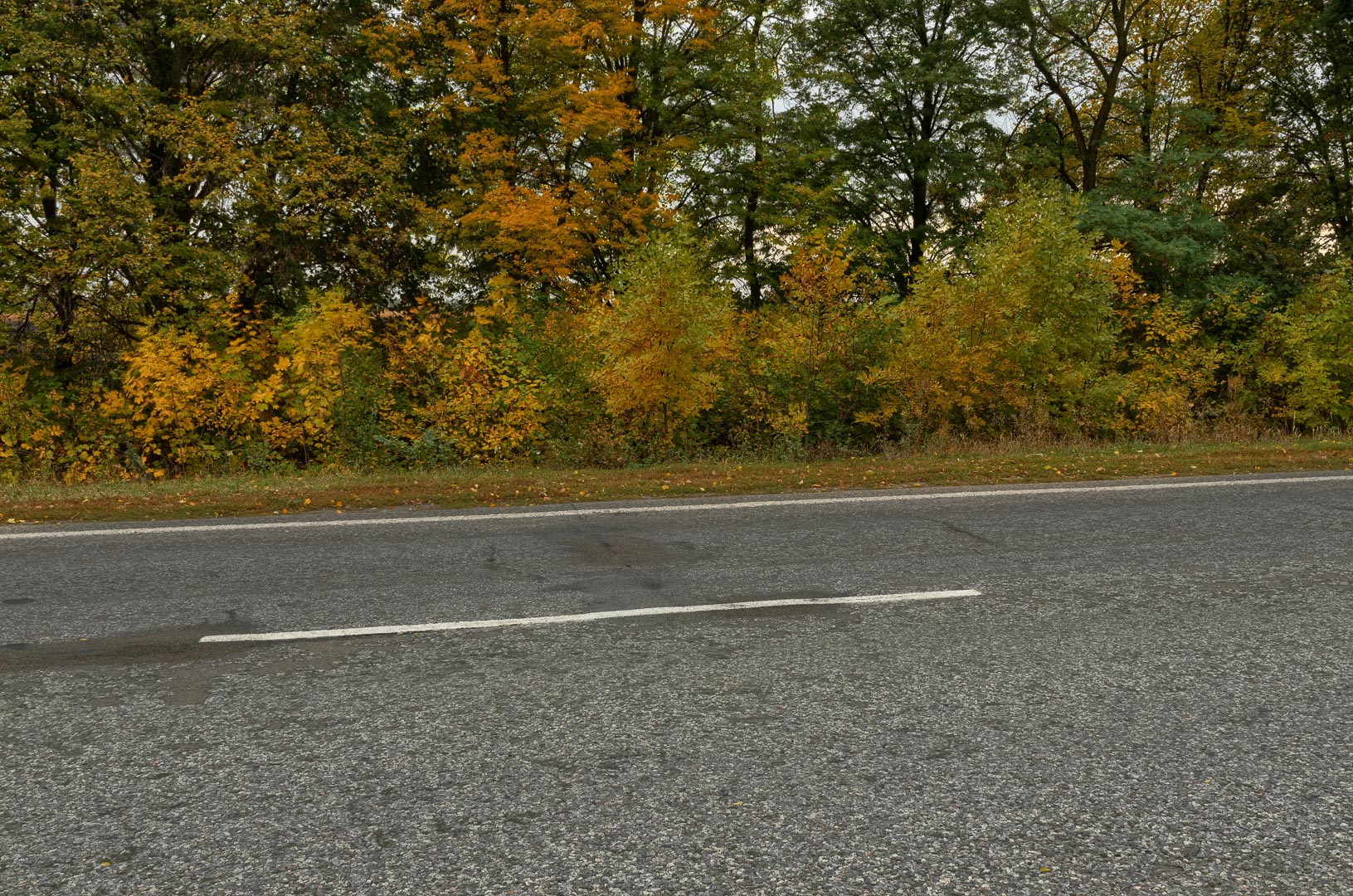 Backplate • ID: 4098 • HDRI Haven - Empty Two Lines Road