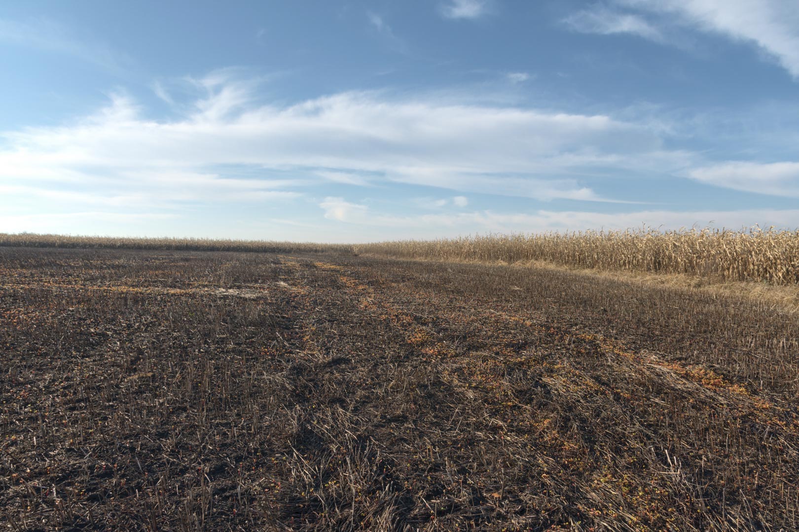 Backplate • ID: 15043 • HDRI Haven - Winter Stubble