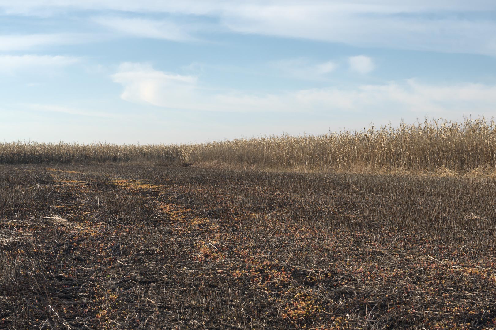 Backplate • ID: 12818 • HDRI Haven - Winter Stubble