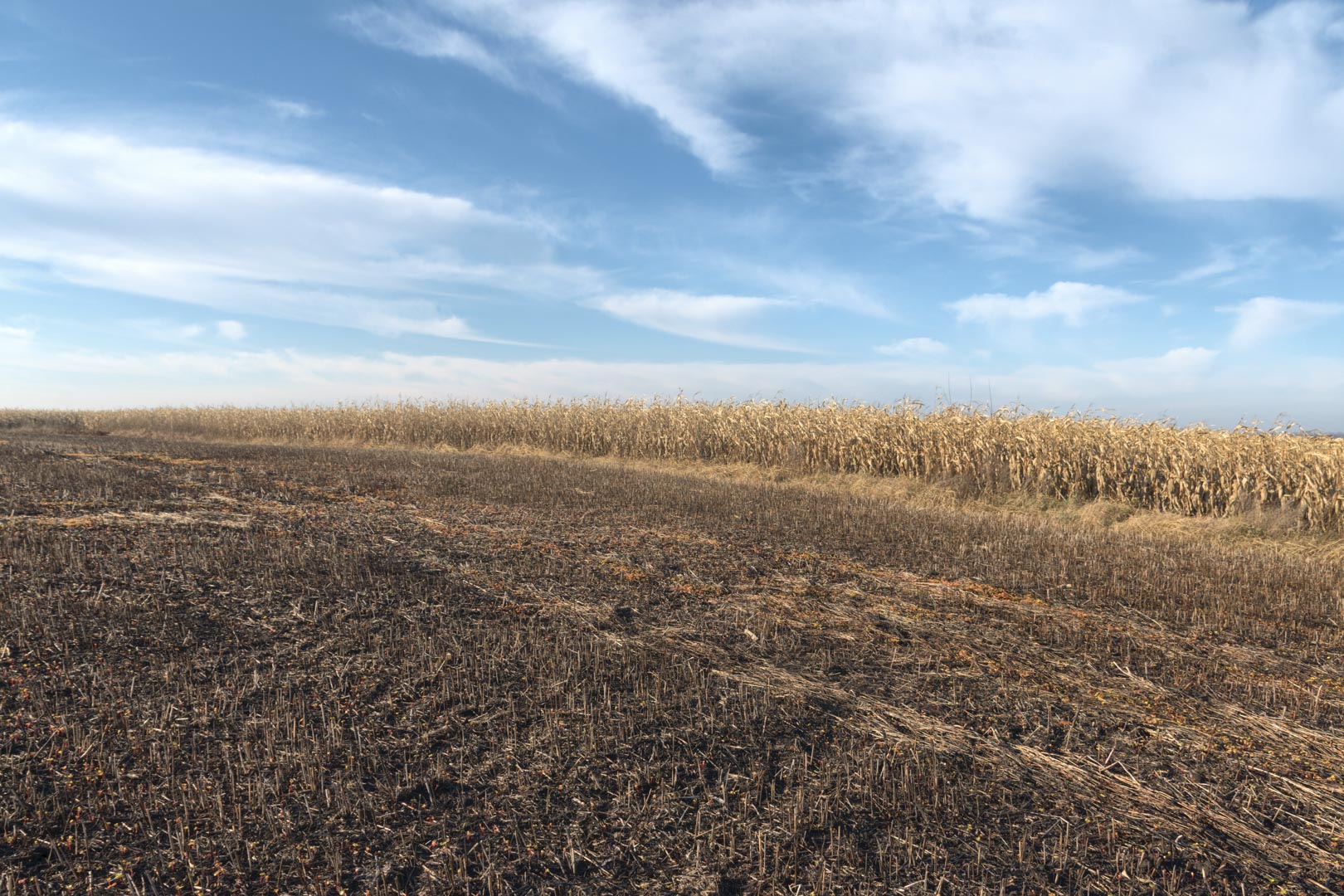 Backplate • ID: 12819 • HDRI Haven - Winter Stubble