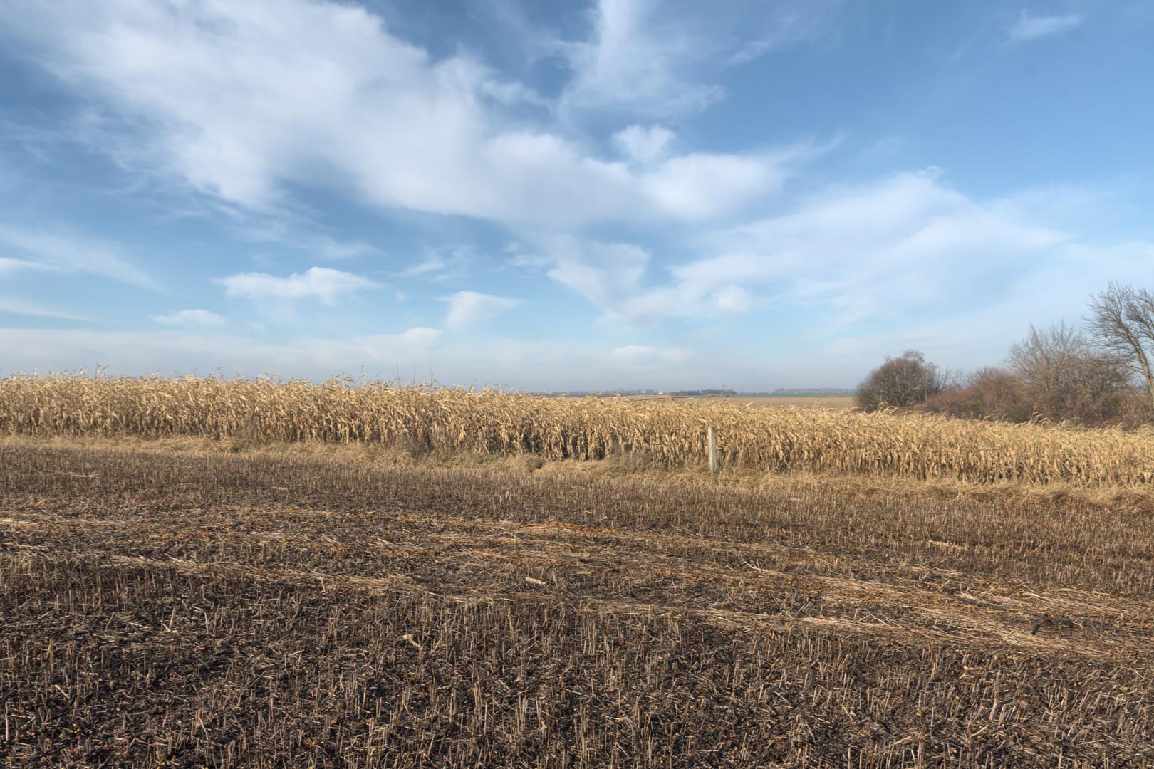 Backplate • ID: 15047 • HDRI Haven - Winter Stubble