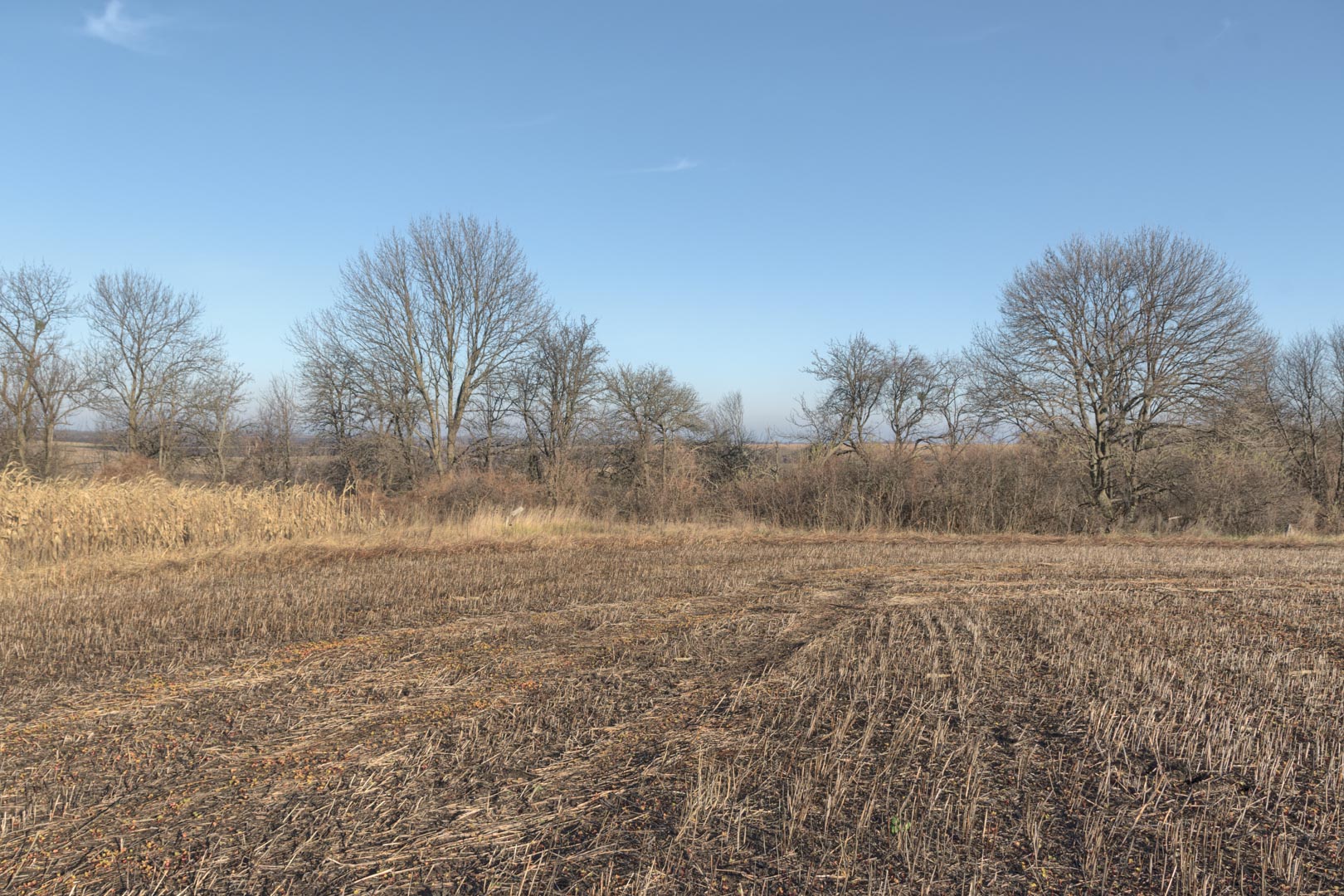 Backplate • ID: 12796 • HDRI Haven - Winter Stubble