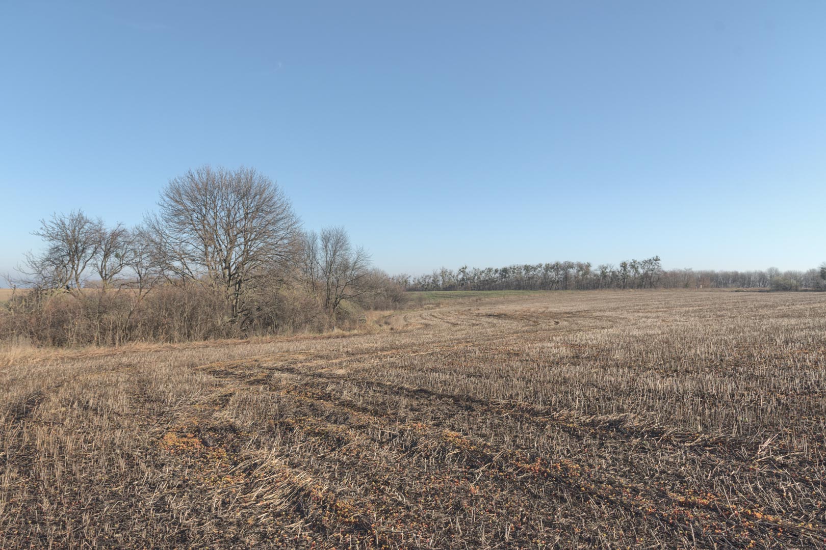 Backplate • ID: 15026 • HDRI Haven - Winter Stubble