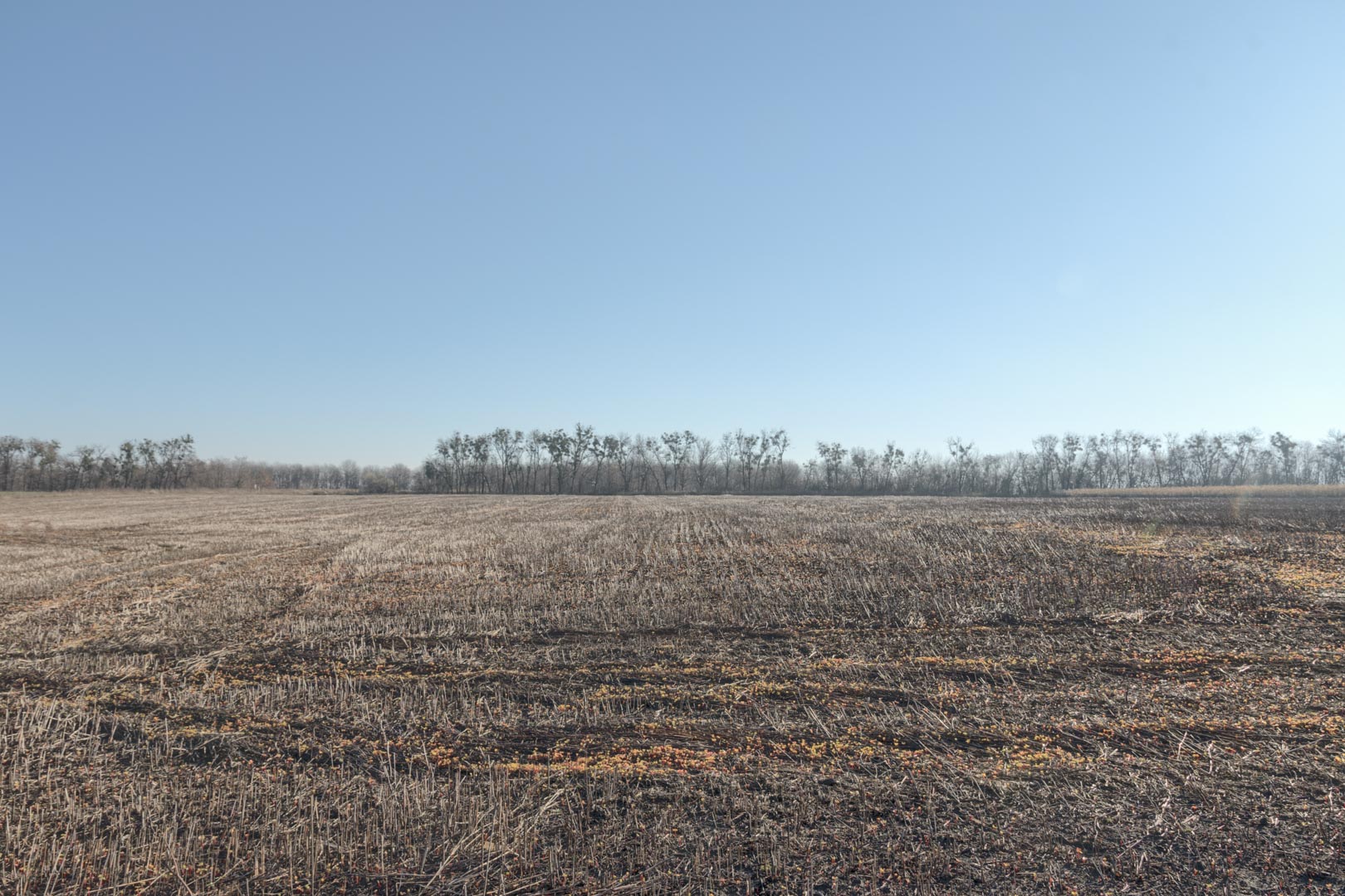 Backplate • ID: 12804 • HDRI Haven - Winter Stubble