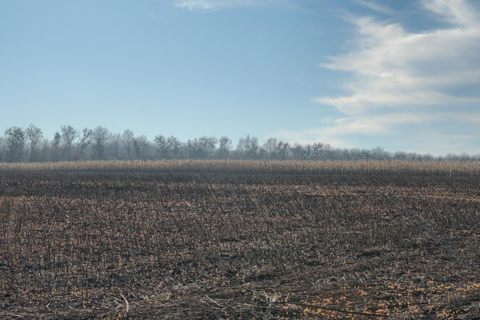 Backplate • ID: 15033 • HDRI Haven - Winter Stubble