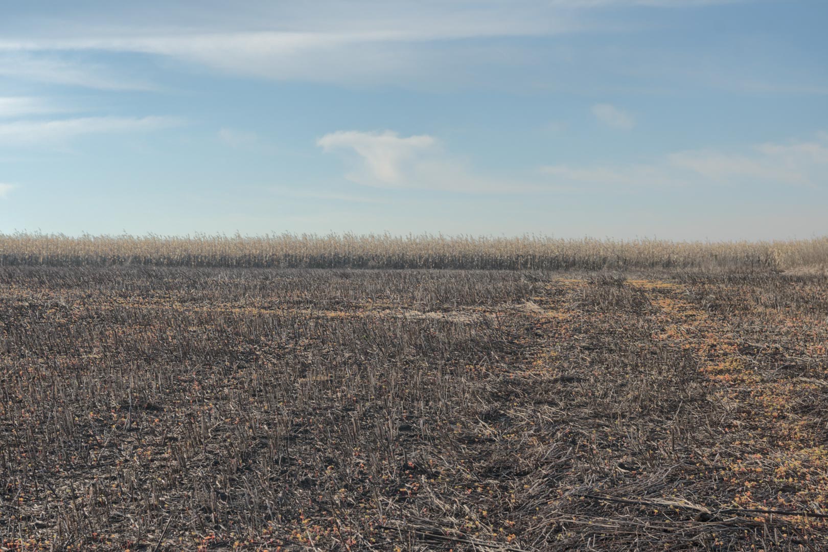 Backplate • ID: 12809 • HDRI Haven - Winter Stubble