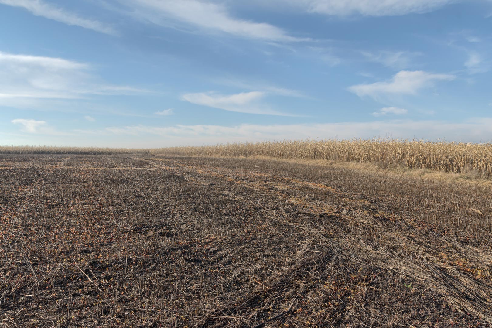 Backplate • ID: 12811 • HDRI Haven - Winter Stubble