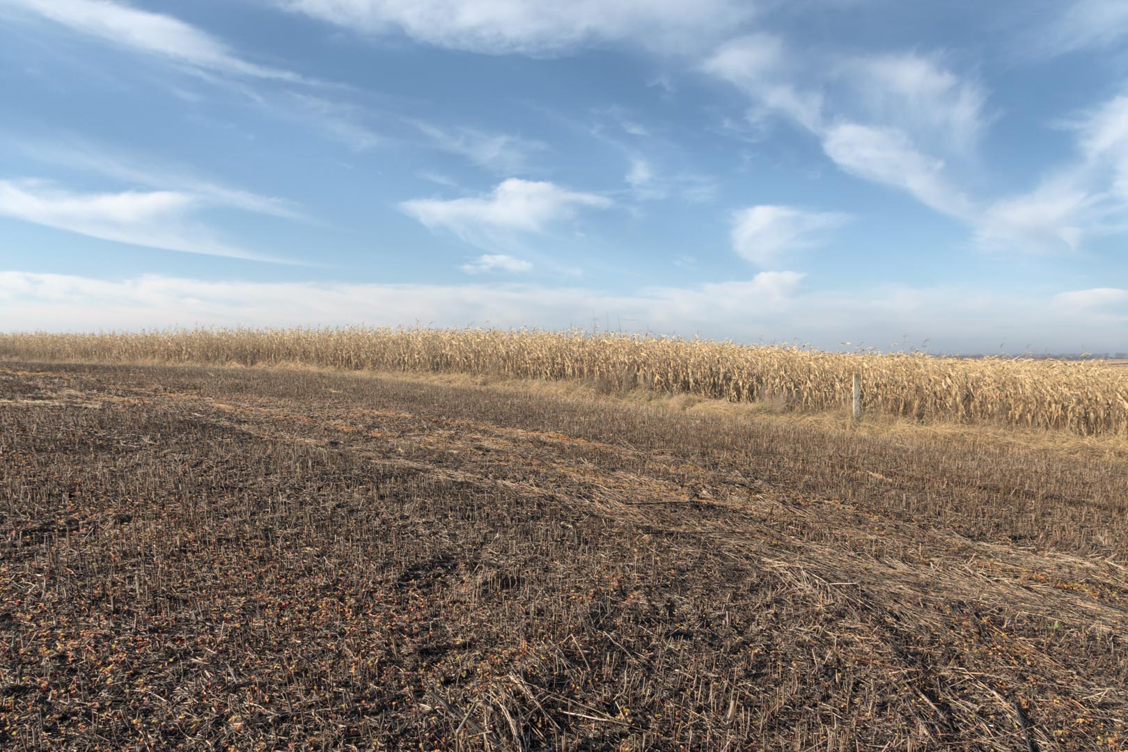 Backplate • ID: 12814 • HDRI Haven - Winter Stubble