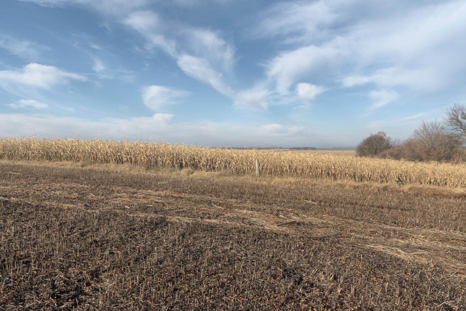 Backplate • ID: 12815 • HDRI Haven - Winter Stubble