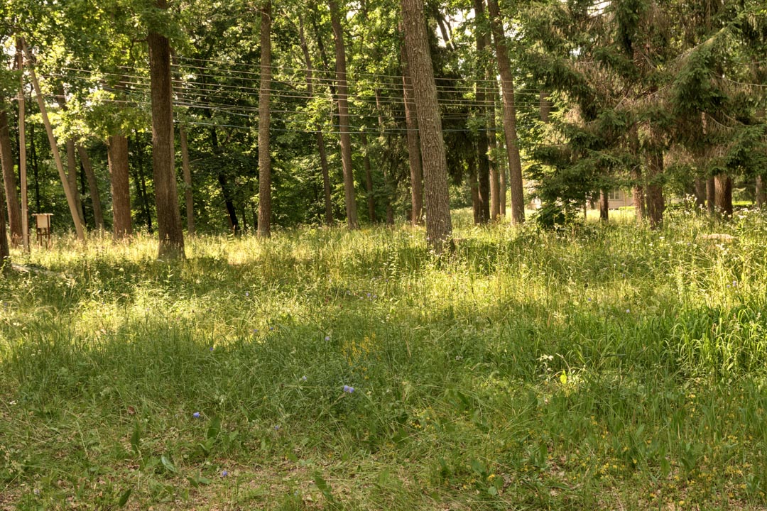 Backplate • ID: 13122 • HDRI Haven - Sunlit Meadow In Park