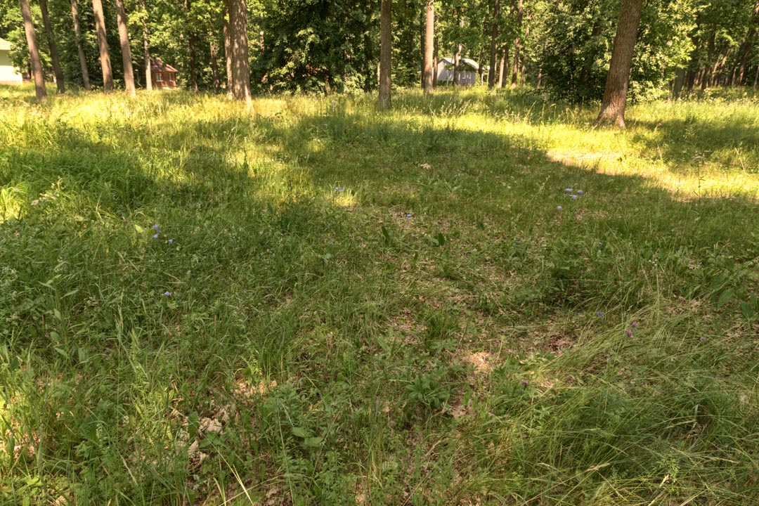 Backplate • ID: 13111 • HDRI Haven - Sunlit Meadow In Park