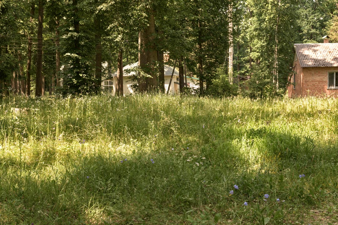 Backplate • ID: 13118 • HDRI Haven - Sunlit Meadow In Park