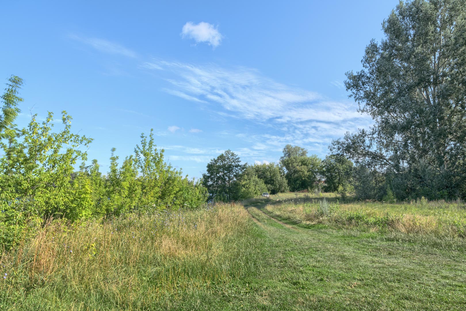 Backplate • ID: 13128 • HDRI Haven - Nature Bushes By Lake