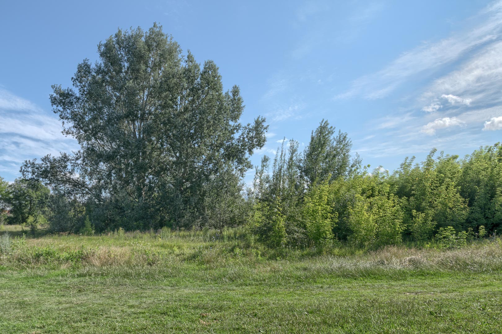 Backplate • ID: 15182 • HDRI Haven - Nature Bushes By Lake