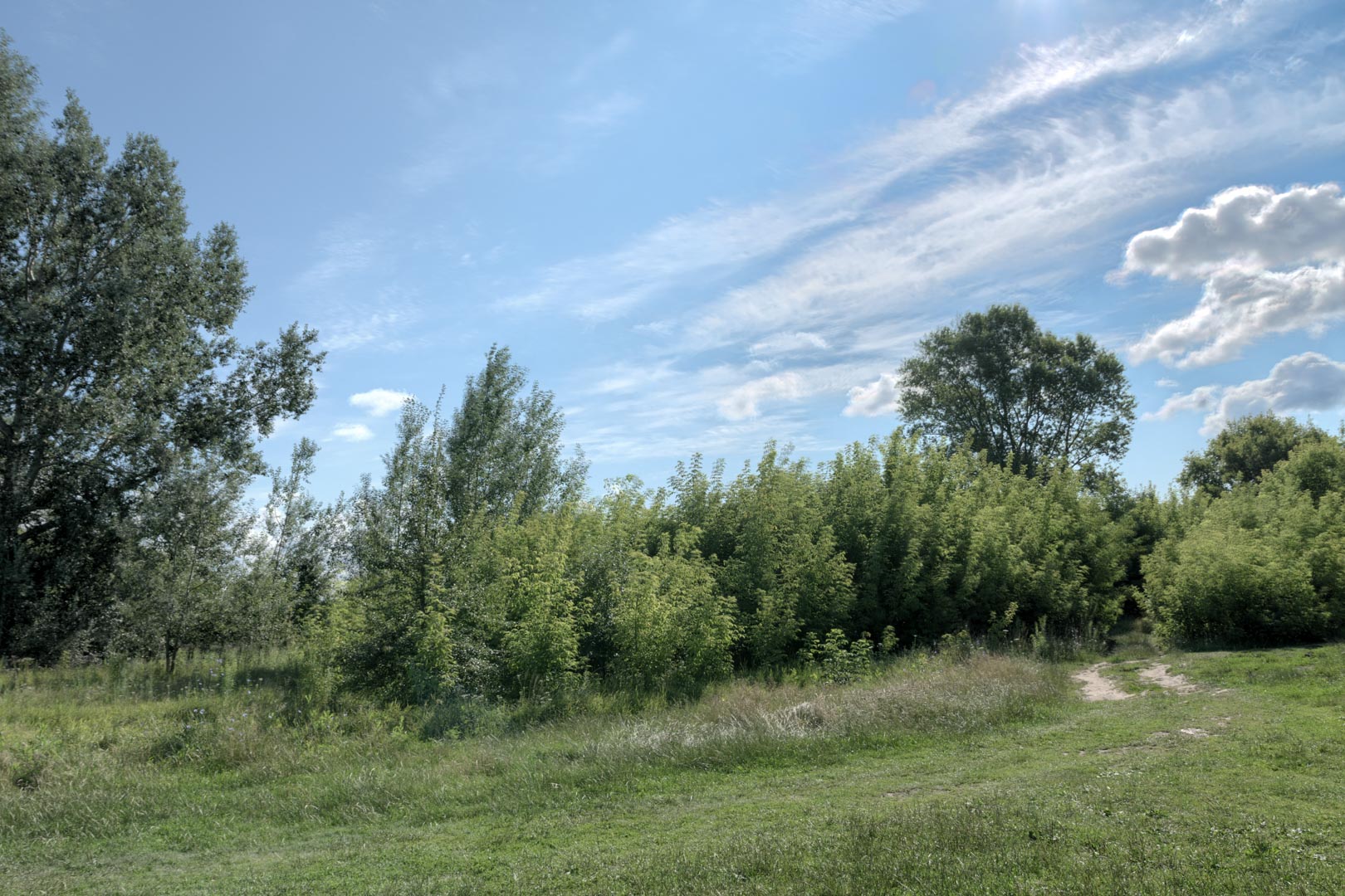 Backplate • ID: 15183 • HDRI Haven - Nature Bushes By Lake