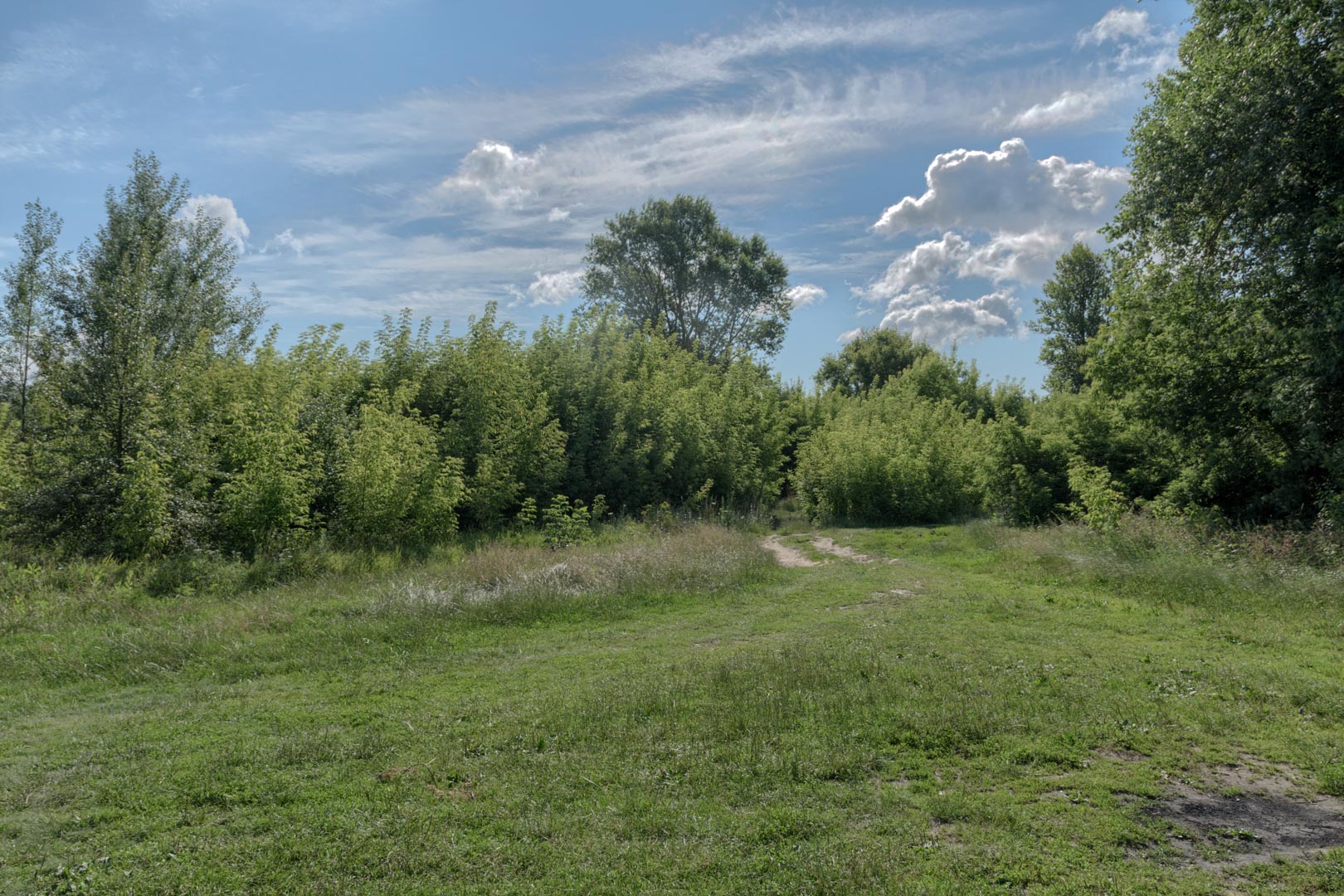 Backplate • ID: 15185 • HDRI Haven - Nature Bushes By Lake