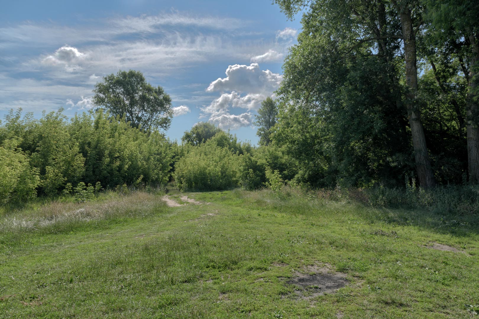 Backplate • ID: 13134 • HDRI Haven - Nature Bushes By Lake