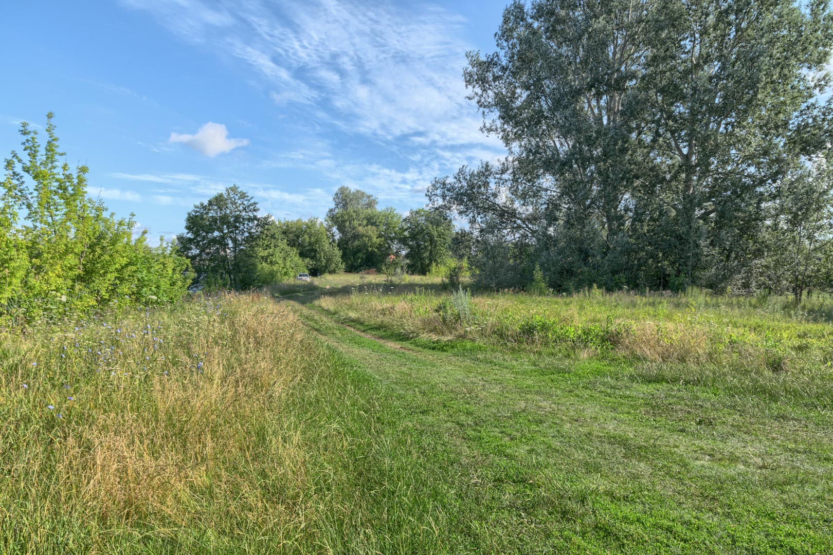 Backplate • ID: 13135 • HDRI Haven - Nature Bushes By Lake