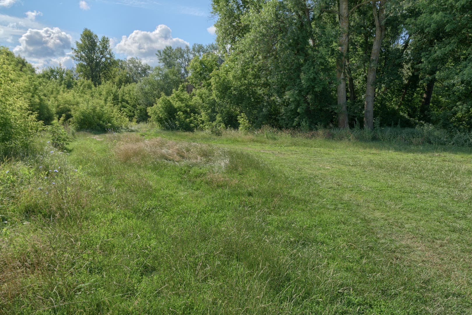 Backplate • ID: 15192 • HDRI Haven - Nature Bushes By Lake