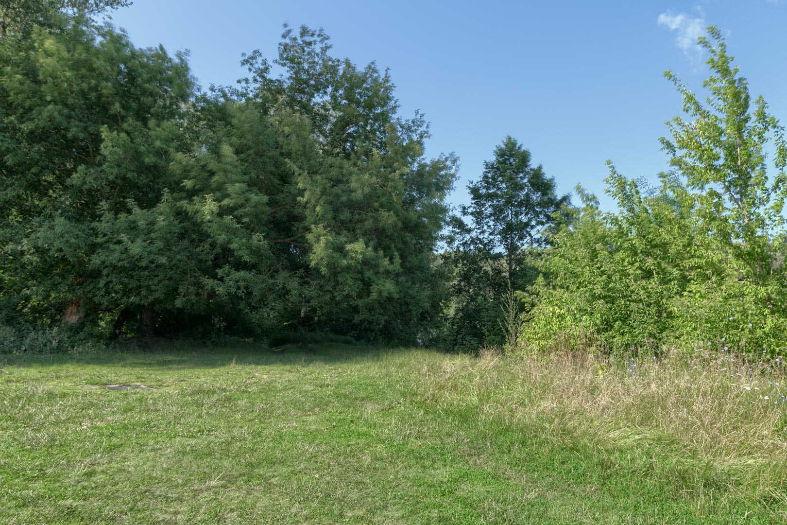 Backplate • ID: 15193 • HDRI Haven - Nature Bushes By Lake