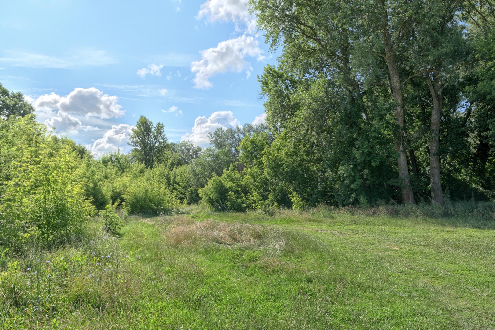 Backplate • ID: 13142 • HDRI Haven - Nature Bushes By Lake