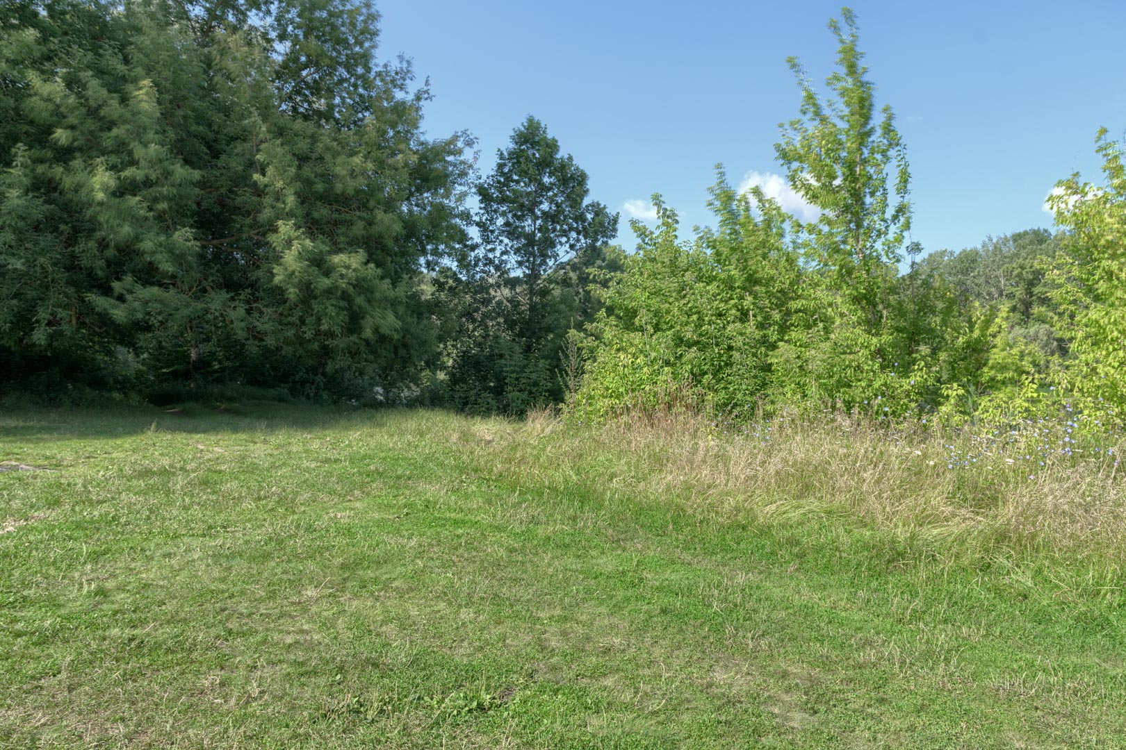 Backplate • ID: 15196 • HDRI Haven - Nature Bushes By Lake