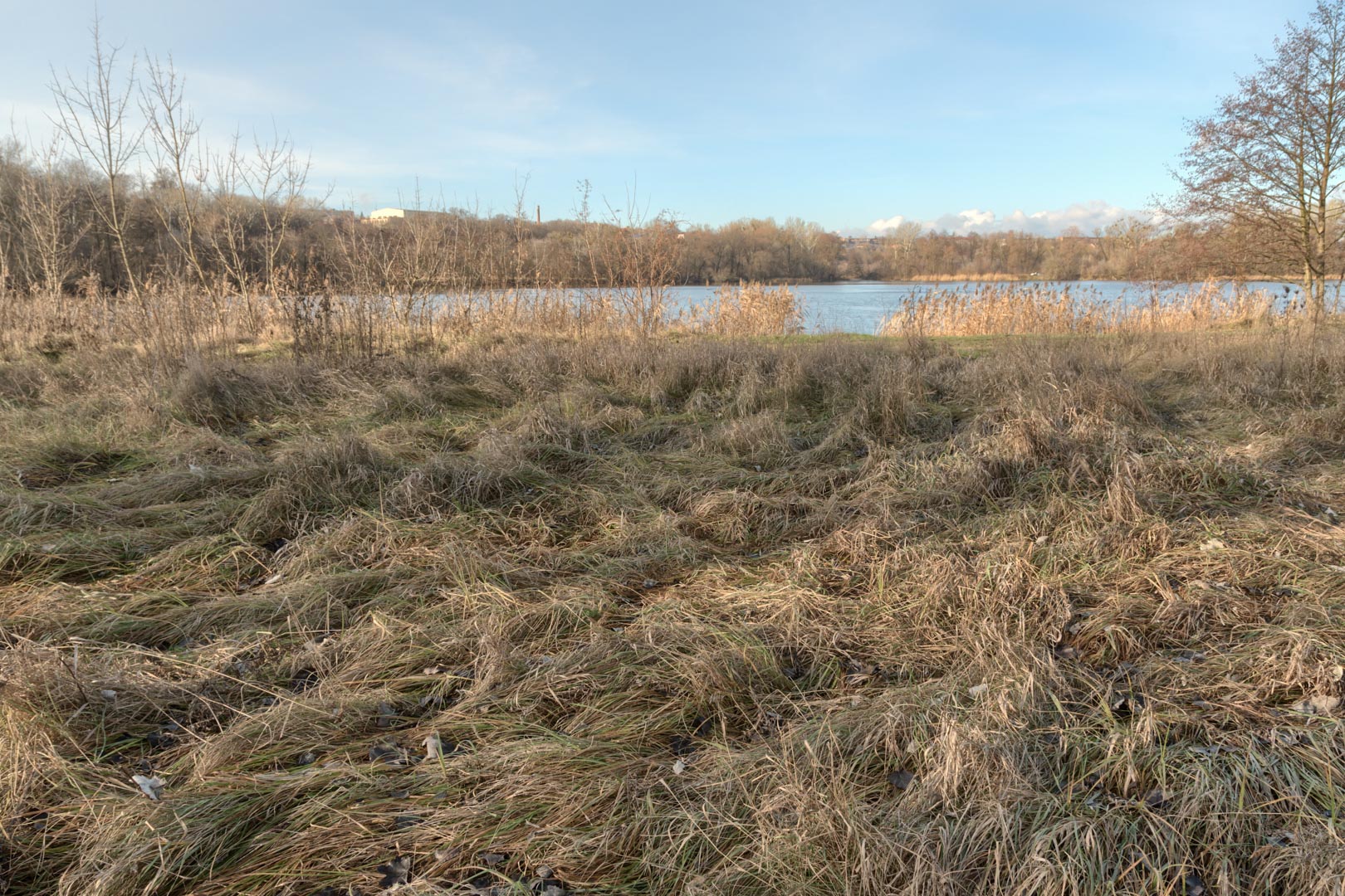 Backplate • ID: 15071 • HDRI Haven - Winter Grasses By The River