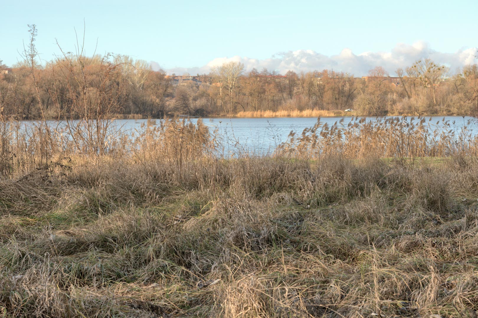 Backplate • ID: 15075 • HDRI Haven - Winter Grasses By The River