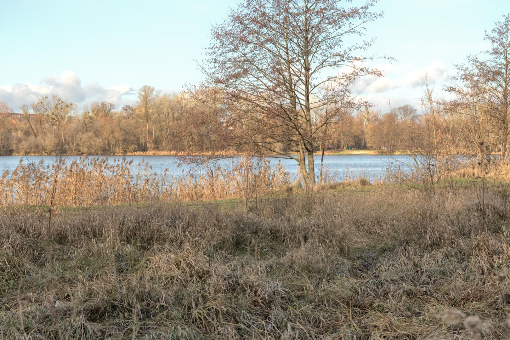 Backplate • ID: 13211 • HDRI Haven - Winter Grasses By The River