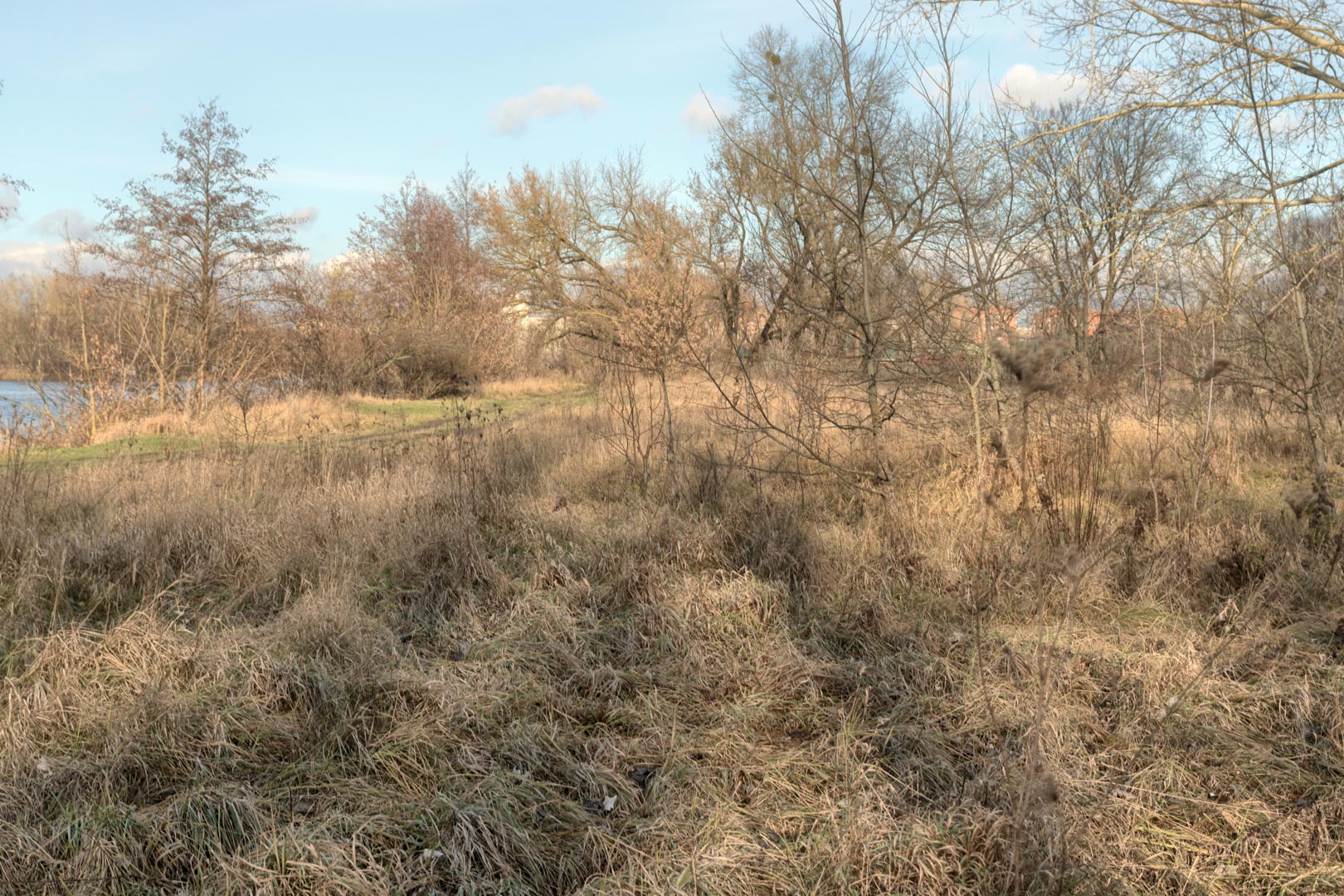 Backplate • ID: 15078 • HDRI Haven - Winter Grasses By The River