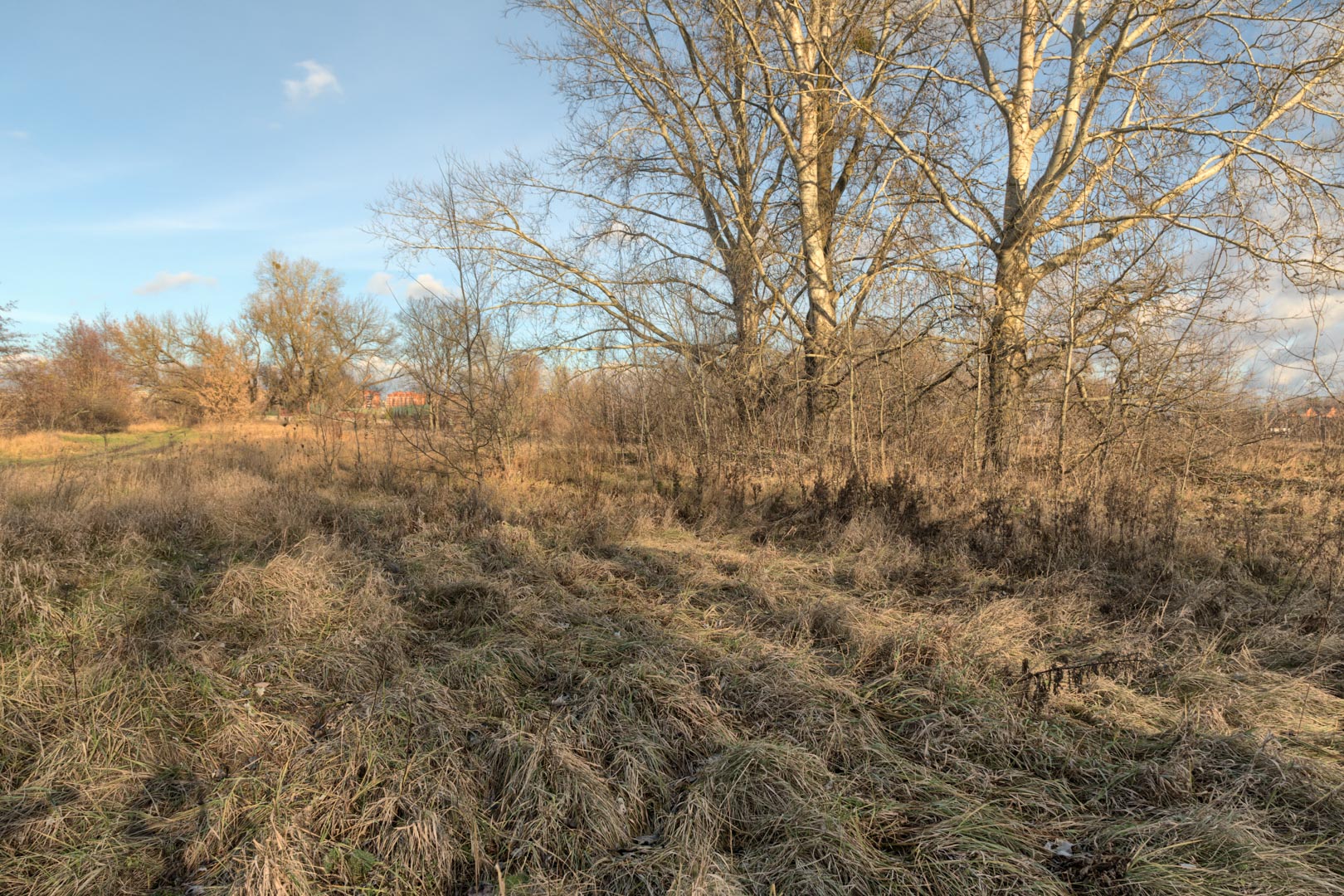 Backplate • ID: 15079 • HDRI Haven - Winter Grasses By The River