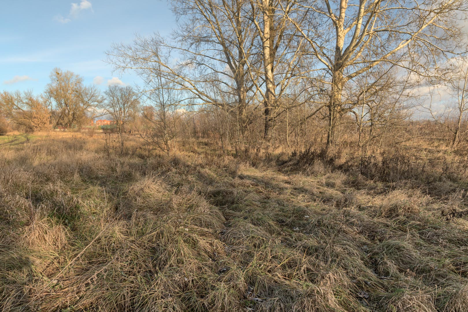 Backplate • ID: 13187 • HDRI Haven - Winter Grasses By The River