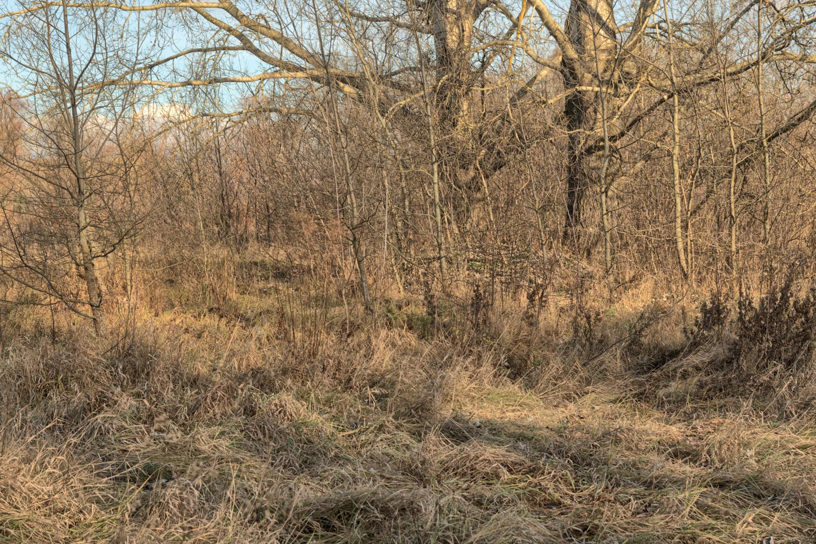 Backplate • ID: 13188 • HDRI Haven - Winter Grasses By The River