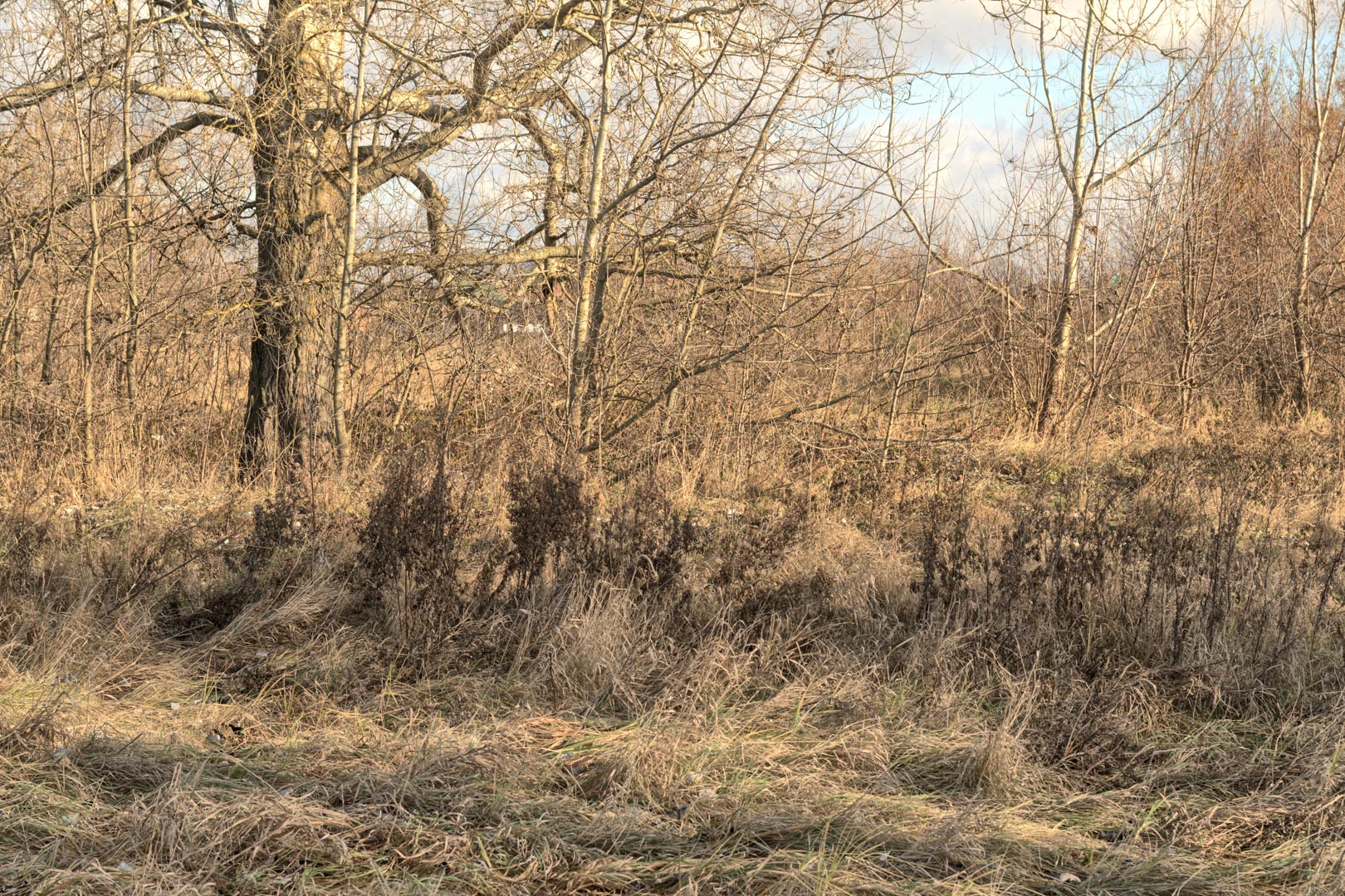 Backplate • ID: 15054 • HDRI Haven - Winter Grasses By The River