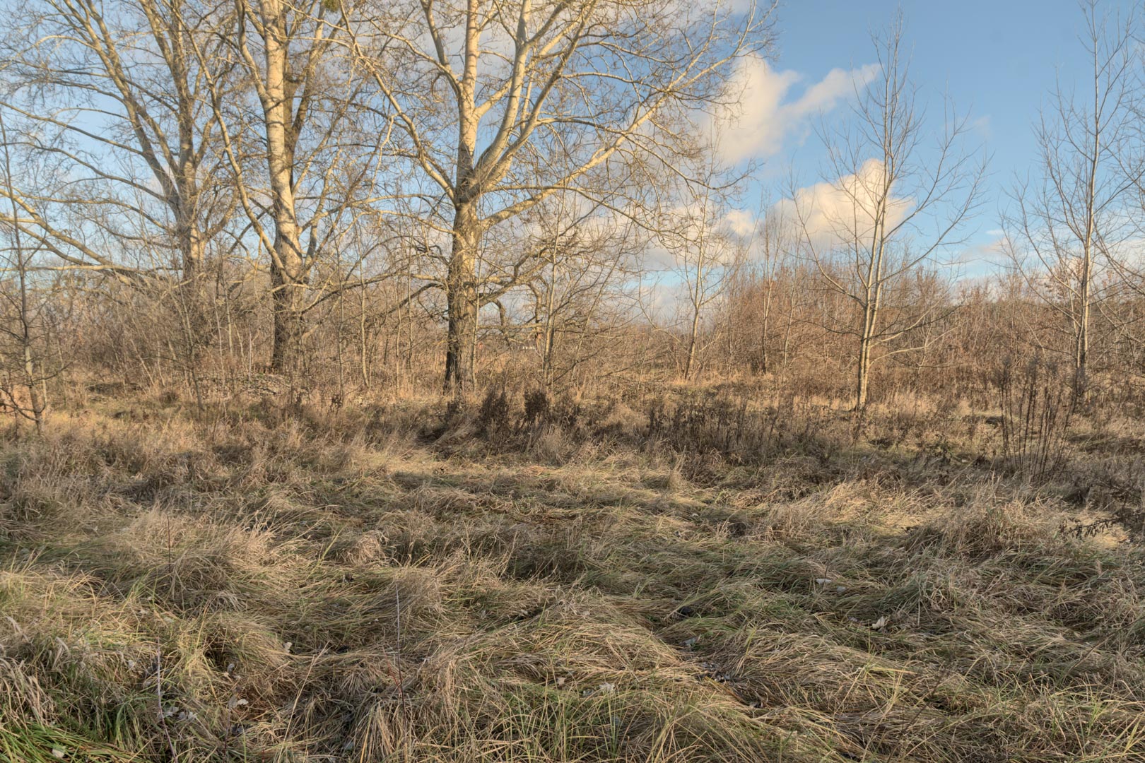 Backplate • ID: 15055 • HDRI Haven - Winter Grasses By The River