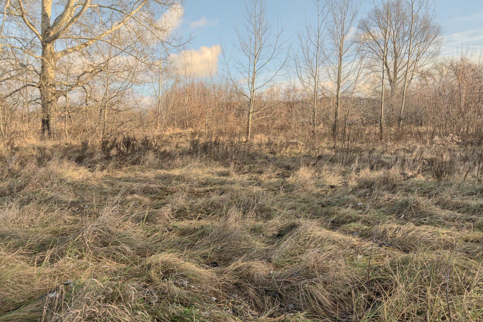 Backplate • ID: 13191 • HDRI Haven - Winter Grasses By The River