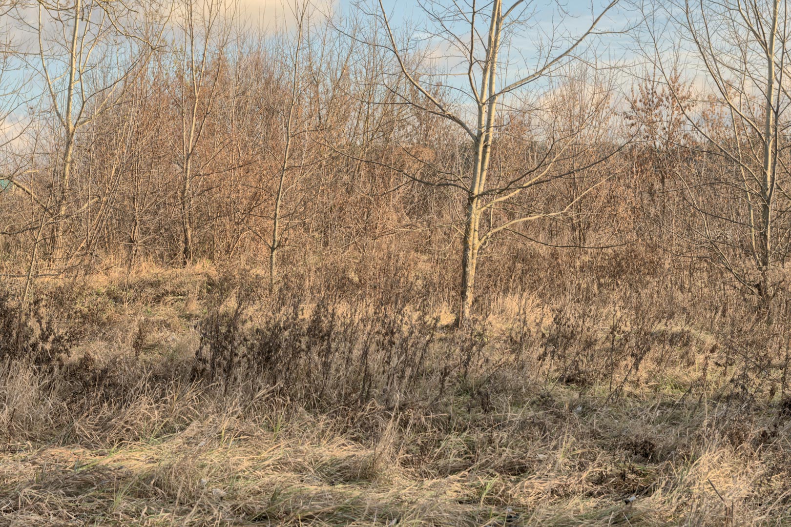 Backplate • ID: 13192 • HDRI Haven - Winter Grasses By The River