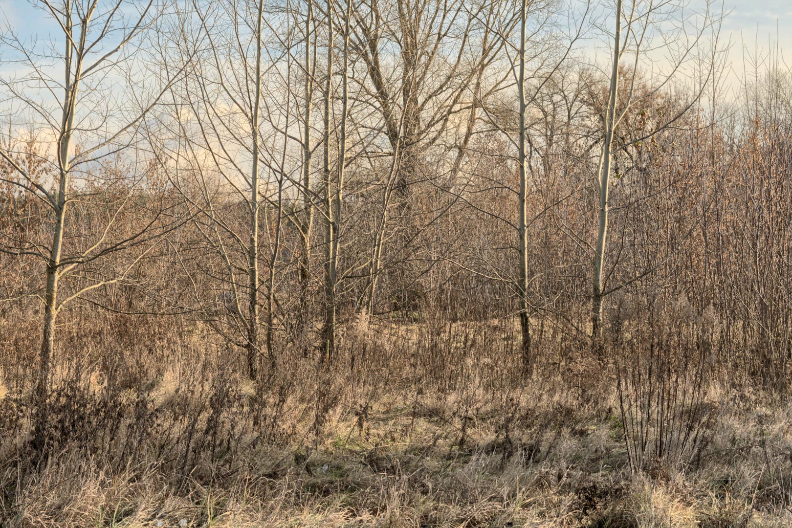 Backplate • ID: 13193 • HDRI Haven - Winter Grasses By The River