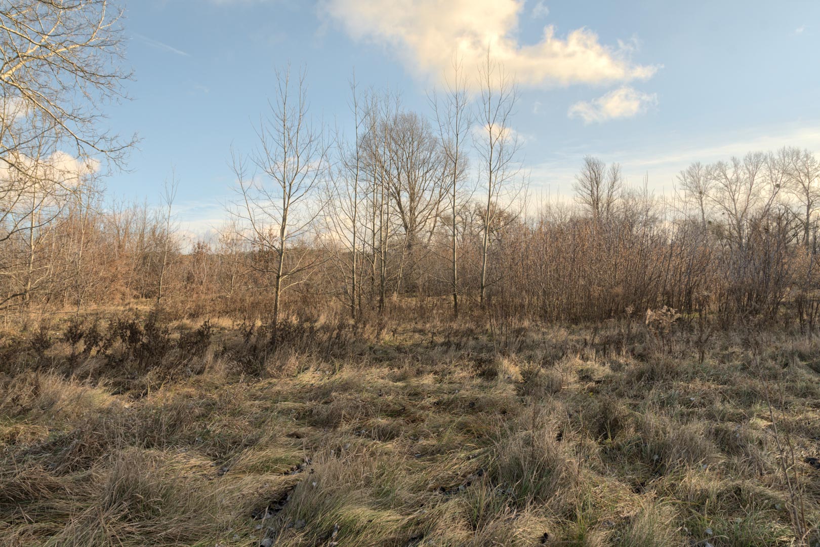 Backplate • ID: 13194 • HDRI Haven - Winter Grasses By The River