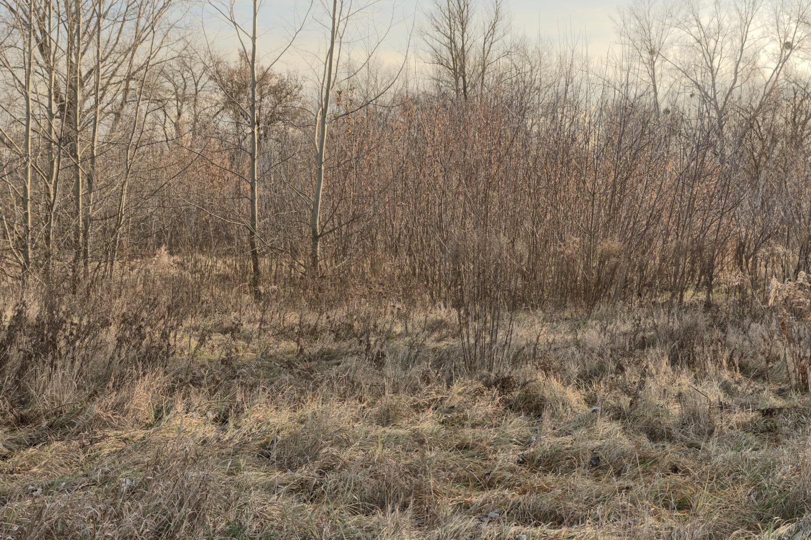 Backplate • ID: 15060 • HDRI Haven - Winter Grasses By The River