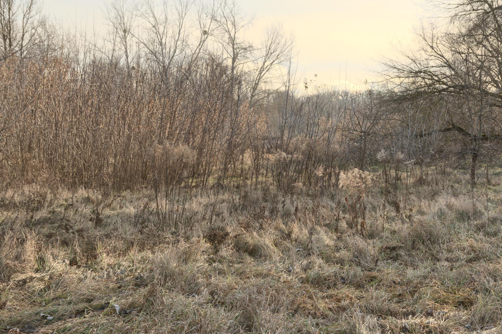 Backplate • ID: 13196 • HDRI Haven - Winter Grasses By The River