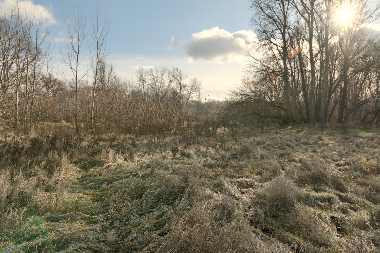 Backplate • ID: 13197 • HDRI Haven - Winter Grasses By The River