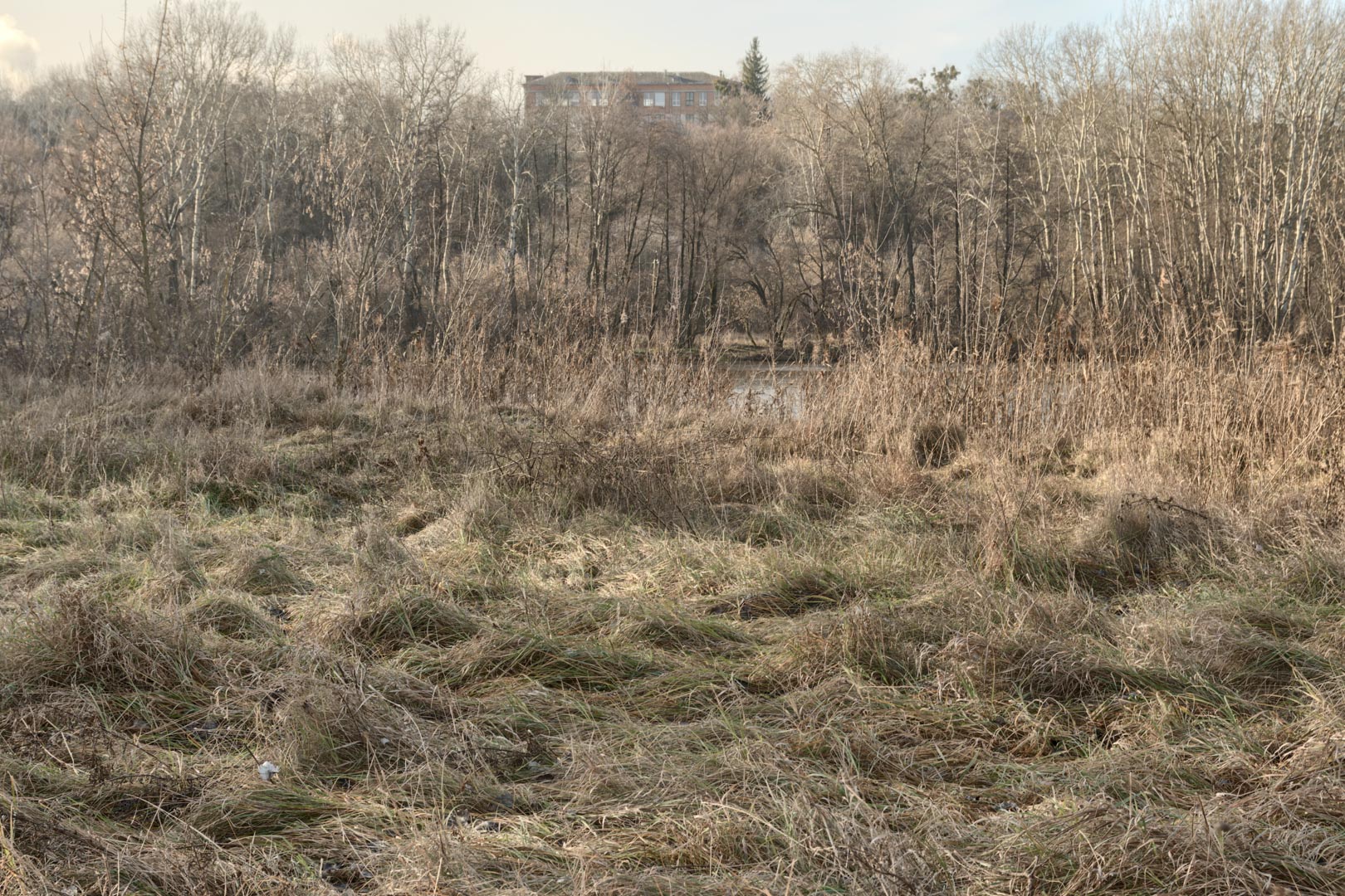 Backplate • ID: 13198 • HDRI Haven - Winter Grasses By The River