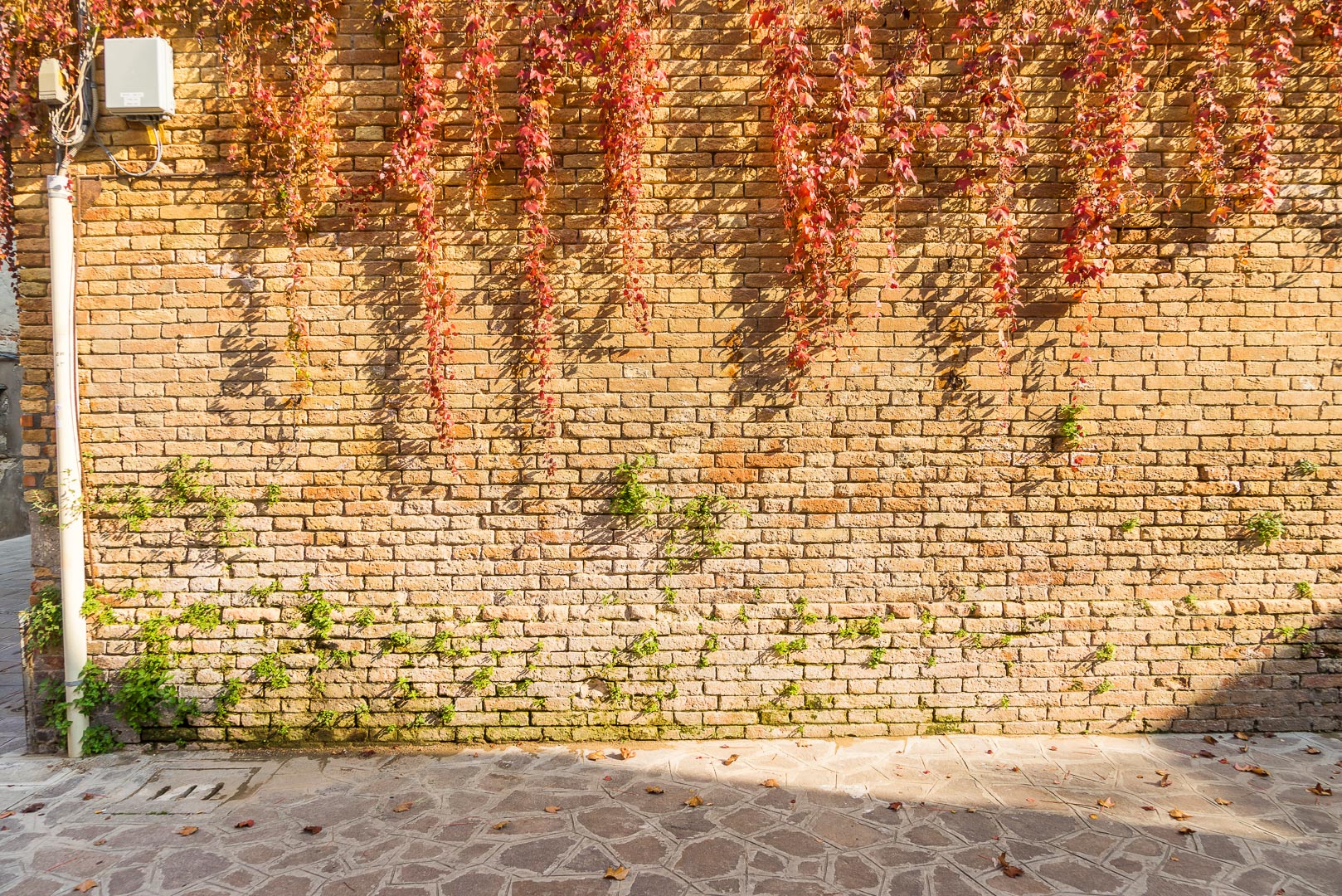 Backplate • ID: 9819 • HDRI Haven - Street With Brick Wall Covered With Leaves