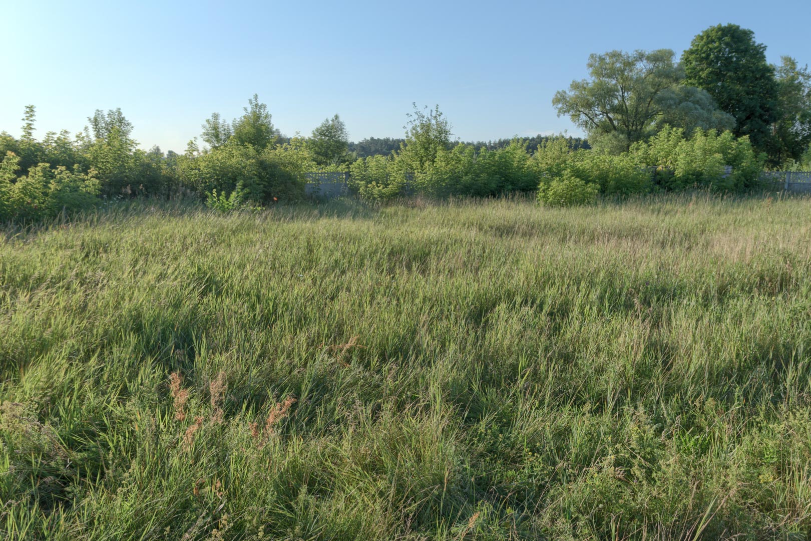 Backplate • ID: 13841 • HDRI Haven - Overgrown Backyard